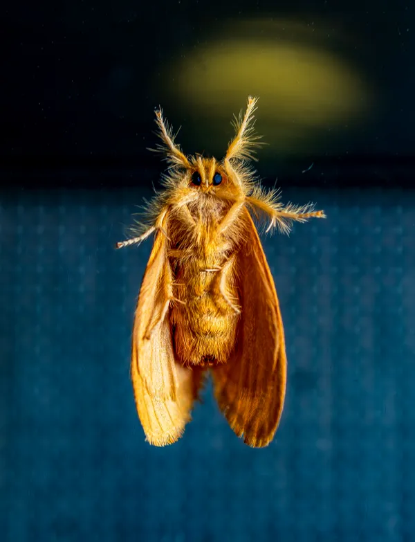 The abdomen of the moth thumbnail