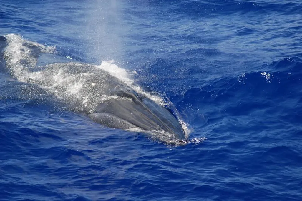 A Bryde’s whale surfacing