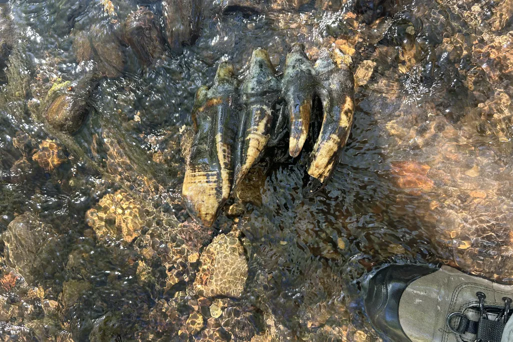 the mastodon tooth in the creek bed next to someone's foot