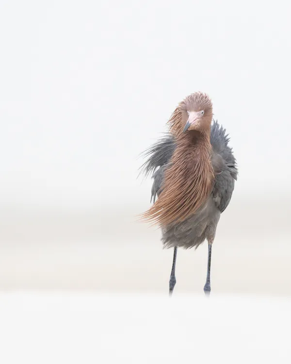 A reddish egret dries off on a foggy morning thumbnail