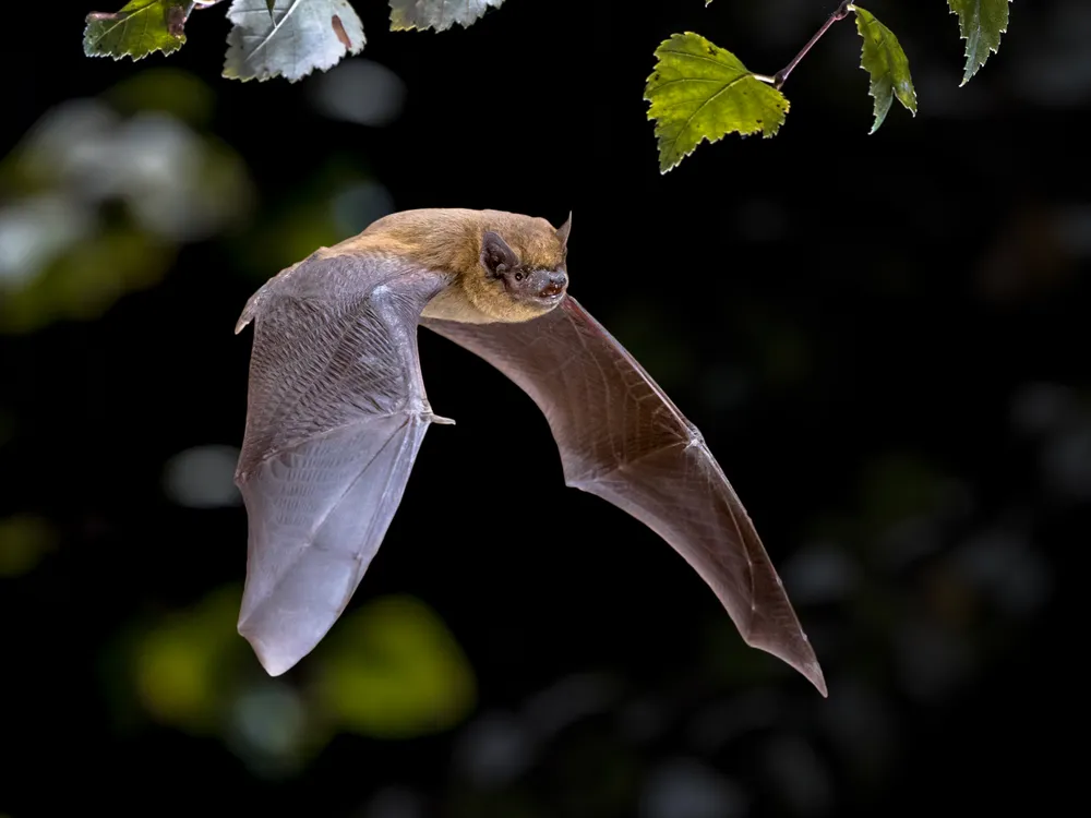 a bat flies at night amid leaves