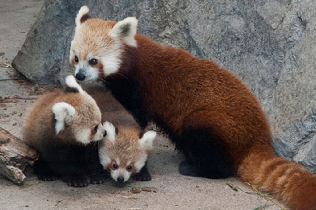 Meet Pili and Damini, pictured here with their mother Shama.