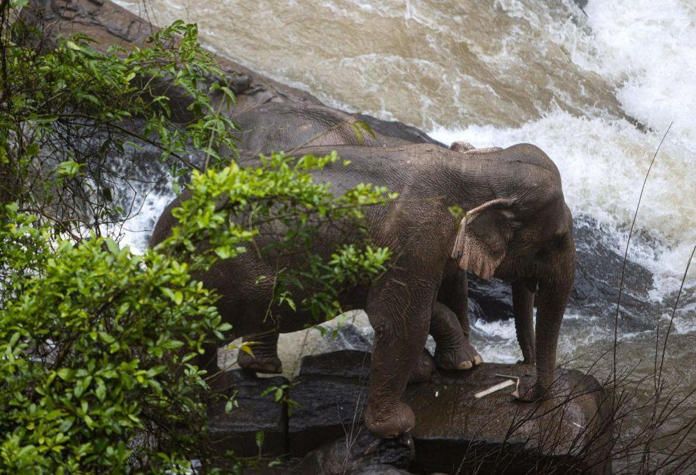 two surviving thai elephants.jpg