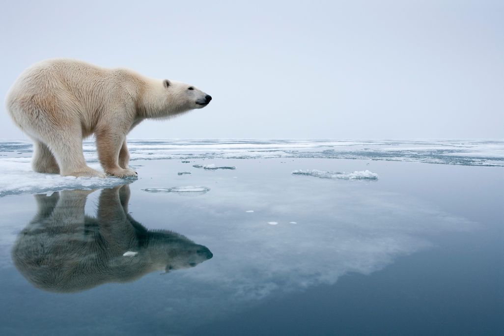 polar bear on ice