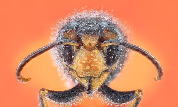 Biohazard Wasp thumbnail