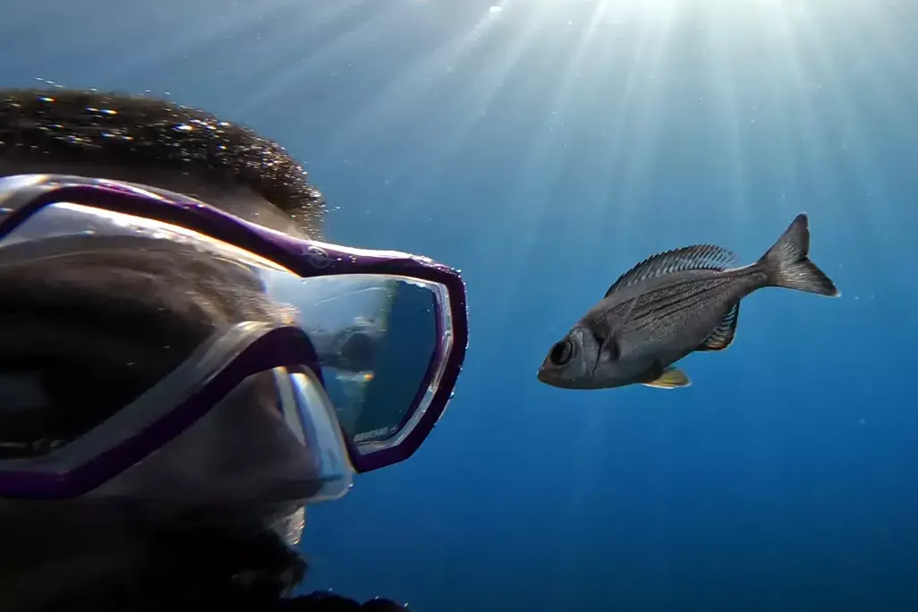 A diver next to a fish