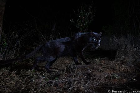 Wildlife photographer Will Burrard-Lucas captured snapshots of the elusive creature at Kenya’s Laikipia Wilderness Camp