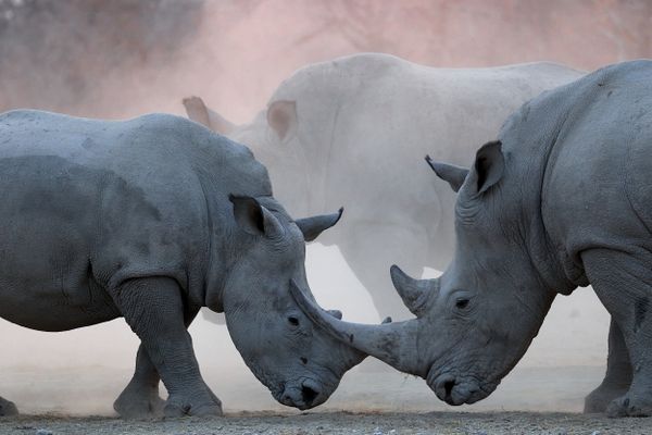 A Duel of White Rhinos thumbnail