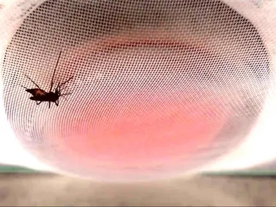 Could Bug Spray Attract Mosquitoes? Lab Insects Learned That the Smell of DEET Would Lead Them to a Tasty Treat image