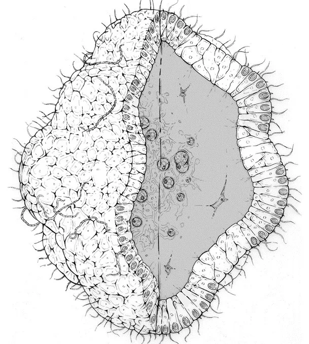 Black and white sketch of the internal and external structure of a cassiome, a glob of slime ejected by jellyfish.