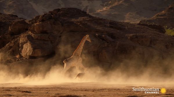 Preview thumbnail for Incredible: Five Lions Take Down a Giraffe