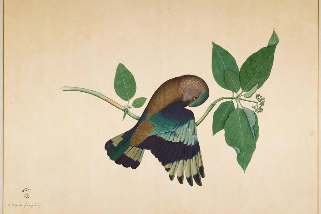 Indian Roller on Sandalwood Branch