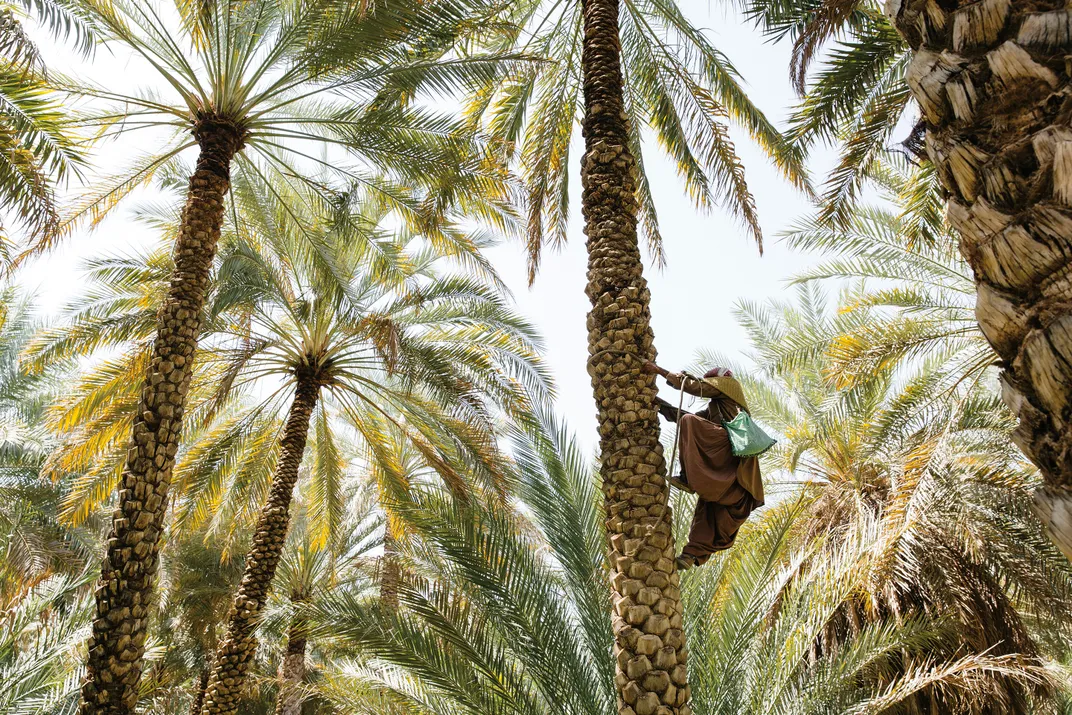 A grower climbs a female date palm