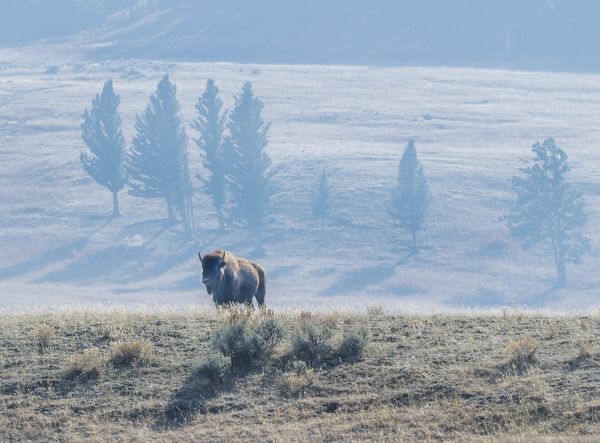 A lone Bison stands on a hill overlooking the herd. thumbnail