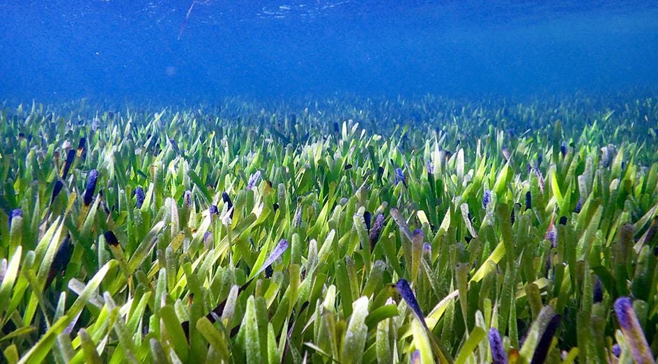 image of some seagrass in the ocean