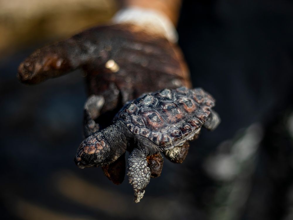 Dead baby sea turtle