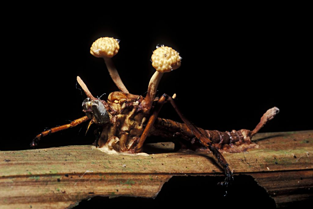 An insect with a parasitic fungus protruding from its back.