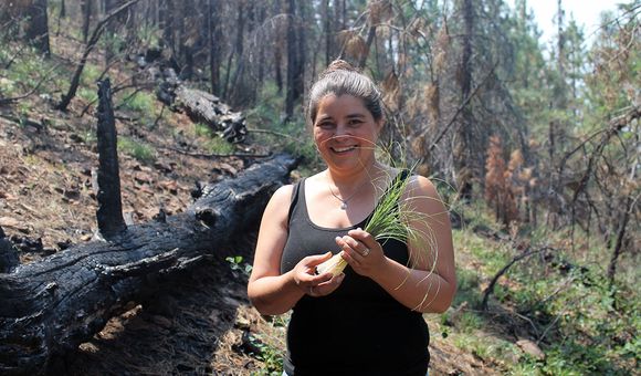 Carolyn Smith collecting beargrass in Klamath National Forest, 2015. For beargrass to be supple enough for weavers to use in their baskets, it needs to be burned annually. Ideally, it is burned in an intentionally set cultural fire, where only the tops are burned, leaving the roots intact. Prescribed fires in the Klamath National Forest are few and far between, so weavers “follow the smoke” and gather, when they can, after wildfires sweep through the landscape. (Photo courtesy of Carolyn Smith)