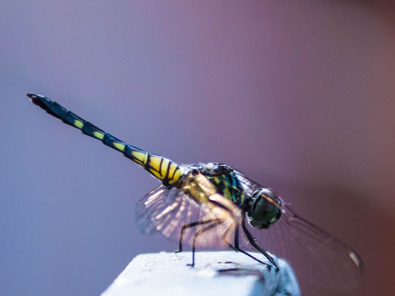 My Colourful Dragonfly | Smithsonian Photo Contest | Smithsonian Magazine