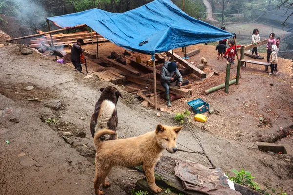 Life on a Foggy Hillside thumbnail