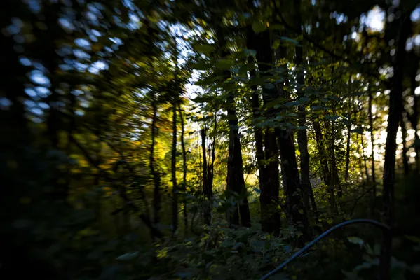 Walking Through the forest thumbnail