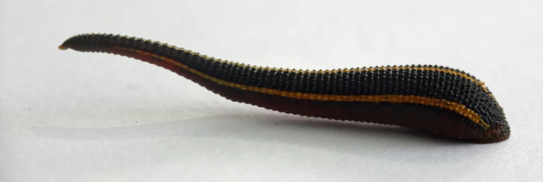 Yellow and black leech attached to a white surface