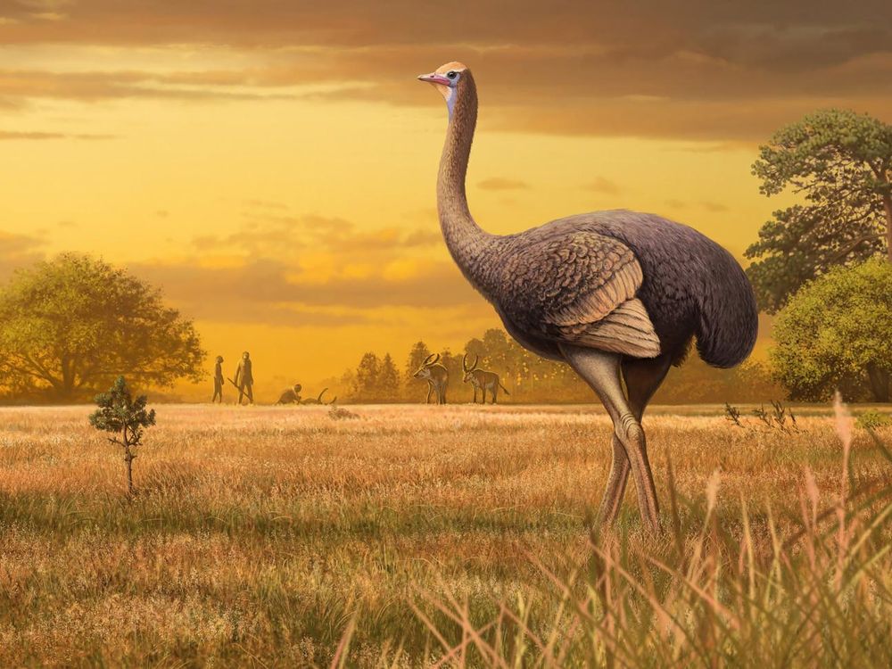 Fossil of Ancient Bird Three Times Bigger Than an Ostrich Found in Europe