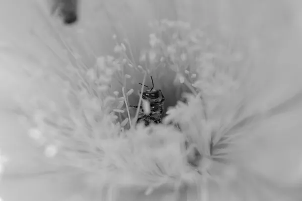 Heaven's Honey thumbnail