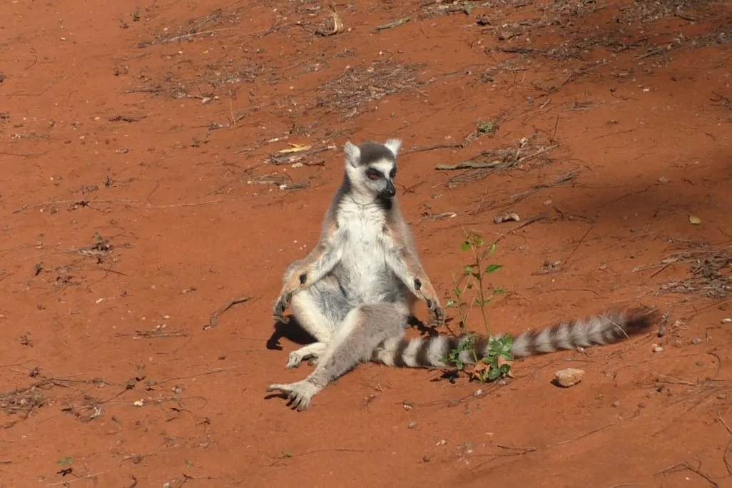 A male lemur with visible scent glands on its wrists.