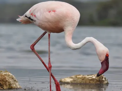 A lesser flamingo feeds at Lake Bogoria, in Kenya.