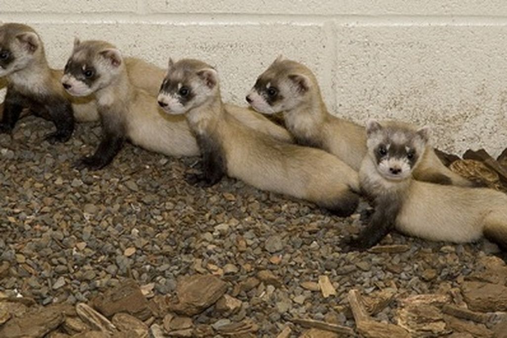 Black-footed ferrets at the National Zoo