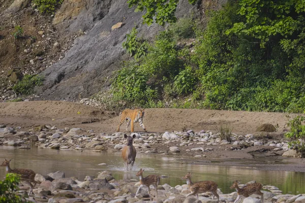 Run for your lives! thumbnail