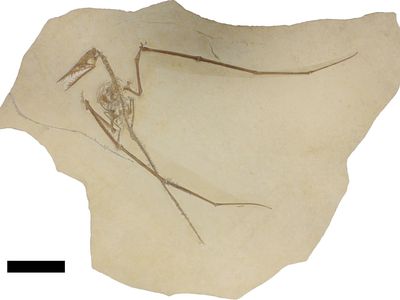 The full Rhamphorhynchus specimen 