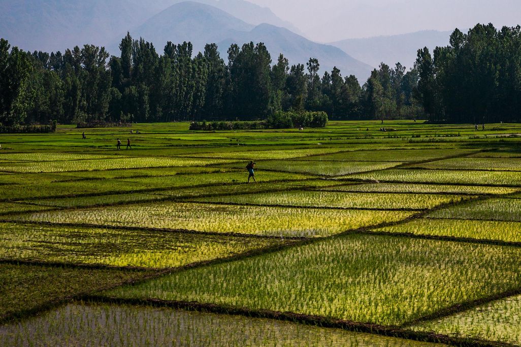 Rice Paddy