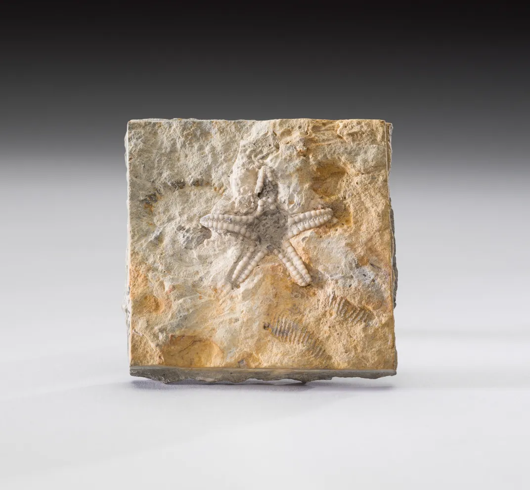 Minnesota sea star