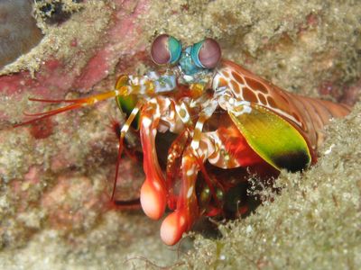 Closeup of a stomatopod crustacean