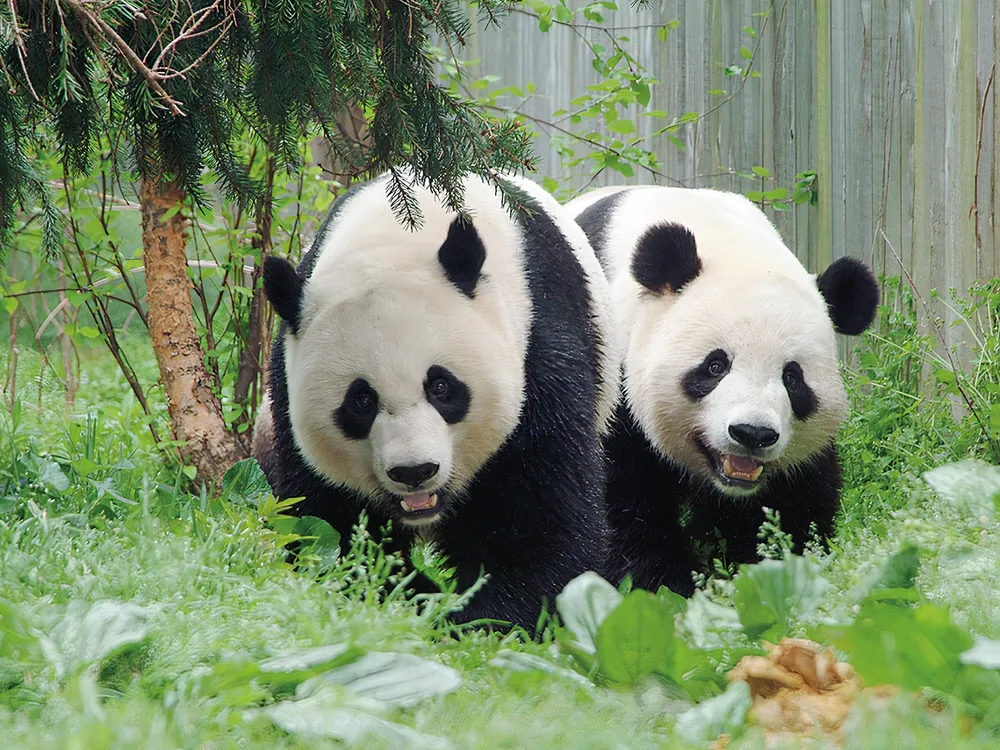 Two pandas at the zoo