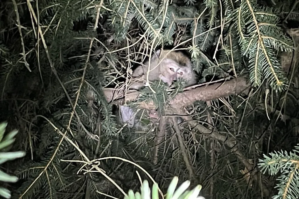 An image of a long-tailed macaque hiding in a tree
