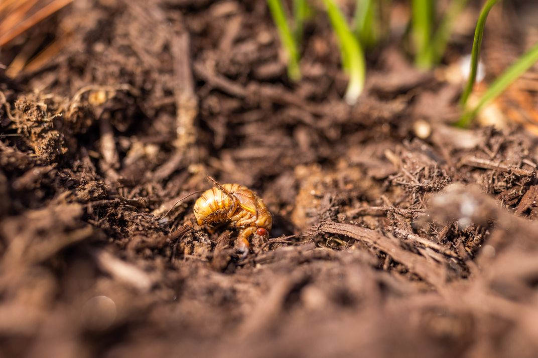 A 17-year brood X cicada in the dirt.