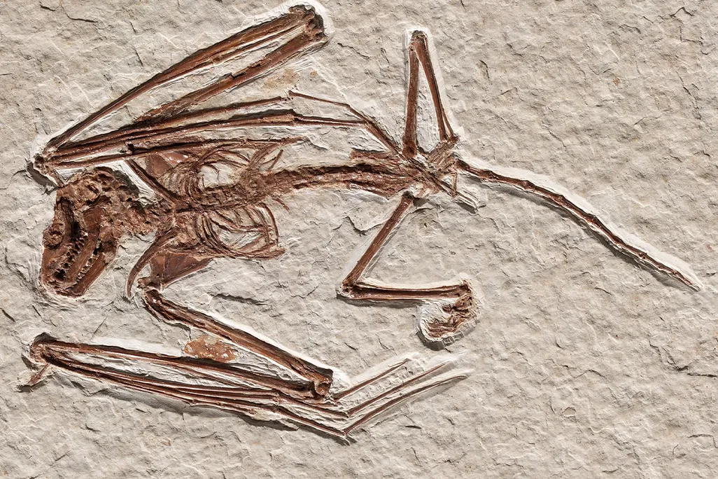 Bat Fossil