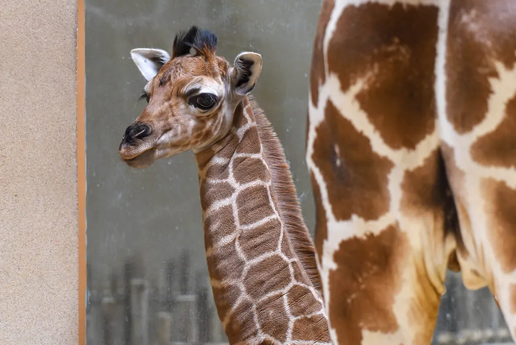 Close-up shot of giraffe calf
