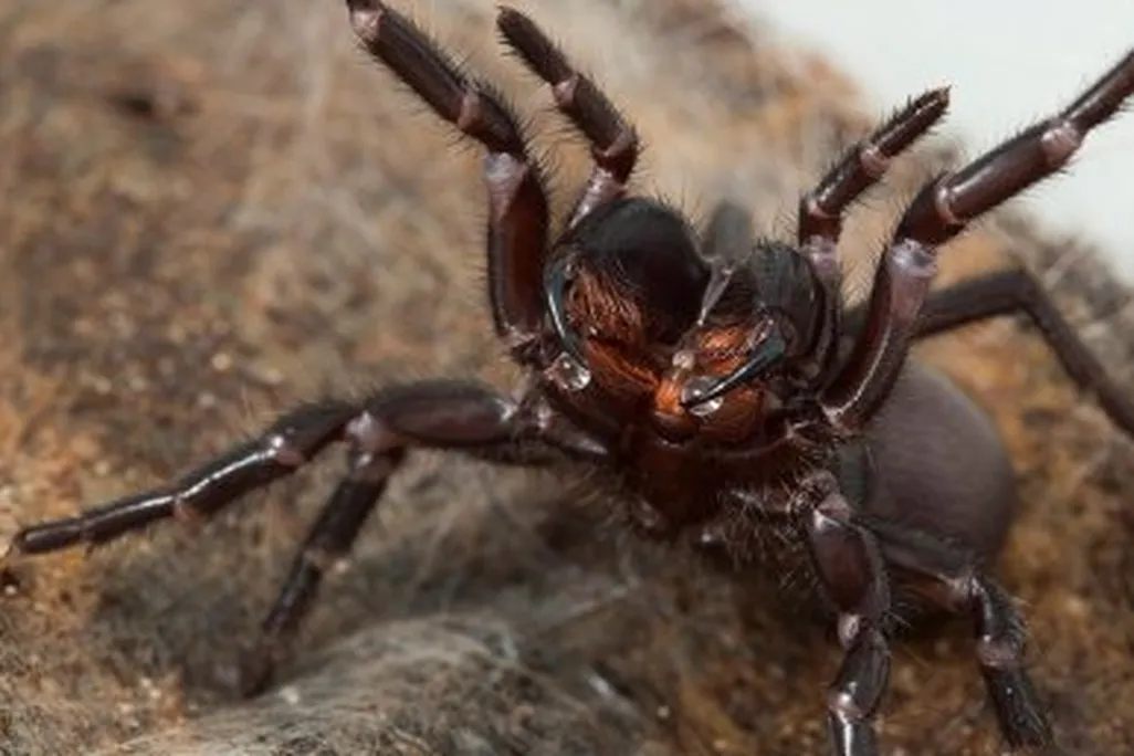 funnel-web spider