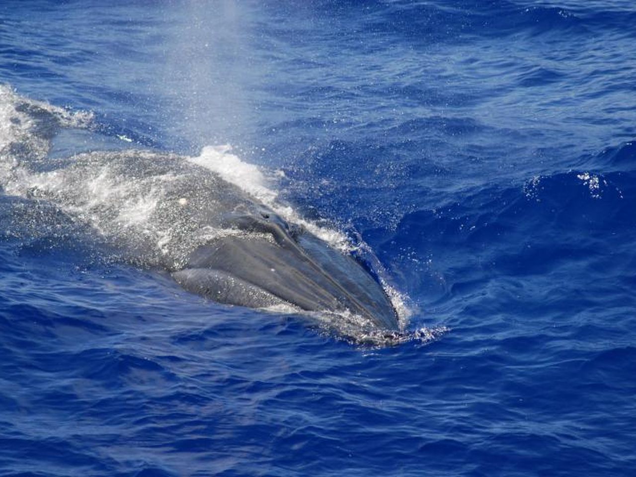 Mysterious 'Mechanical-Sounding' Noise Near the Mariana Trench May Now Have  an Explanation