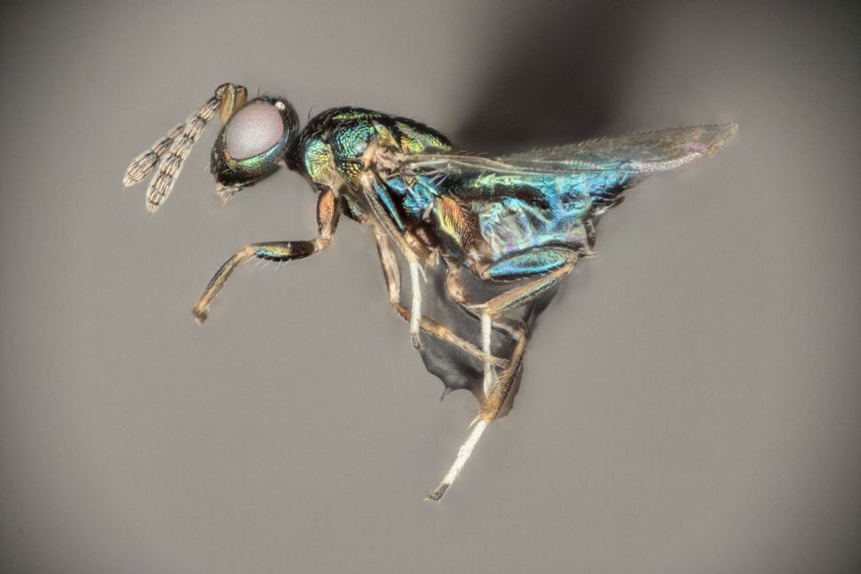 Parasitic Crypt-Keeper Wasp Manipulates the Minds of Seven Fellow ...
