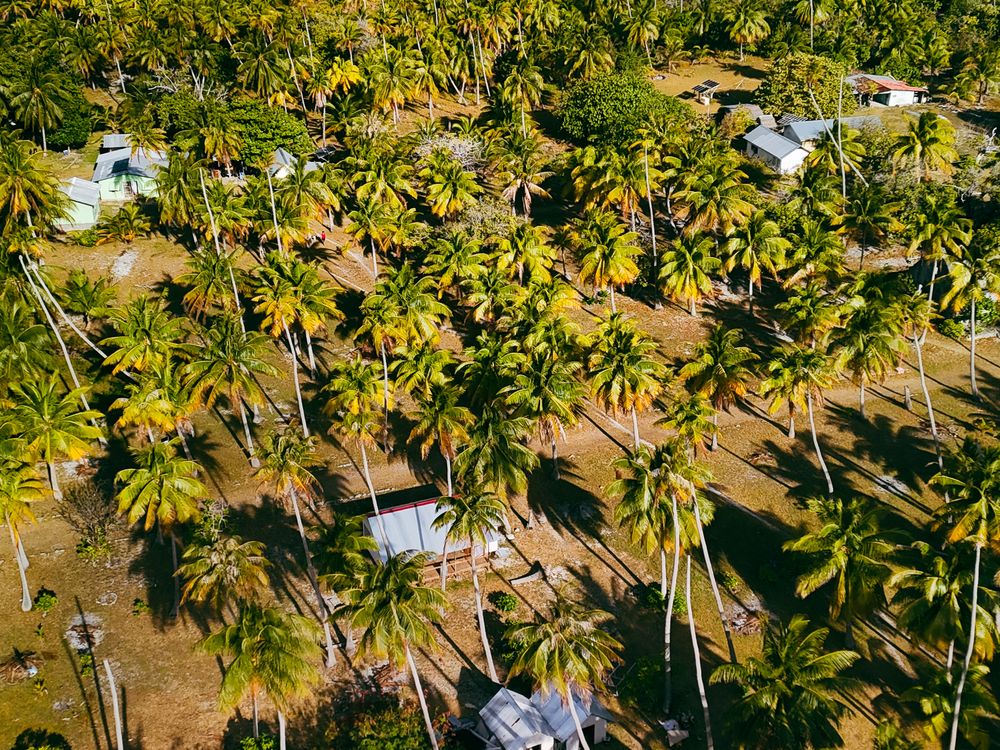 Palm Tree Forest | Smithsonian Photo Contest | Smithsonian Magazine