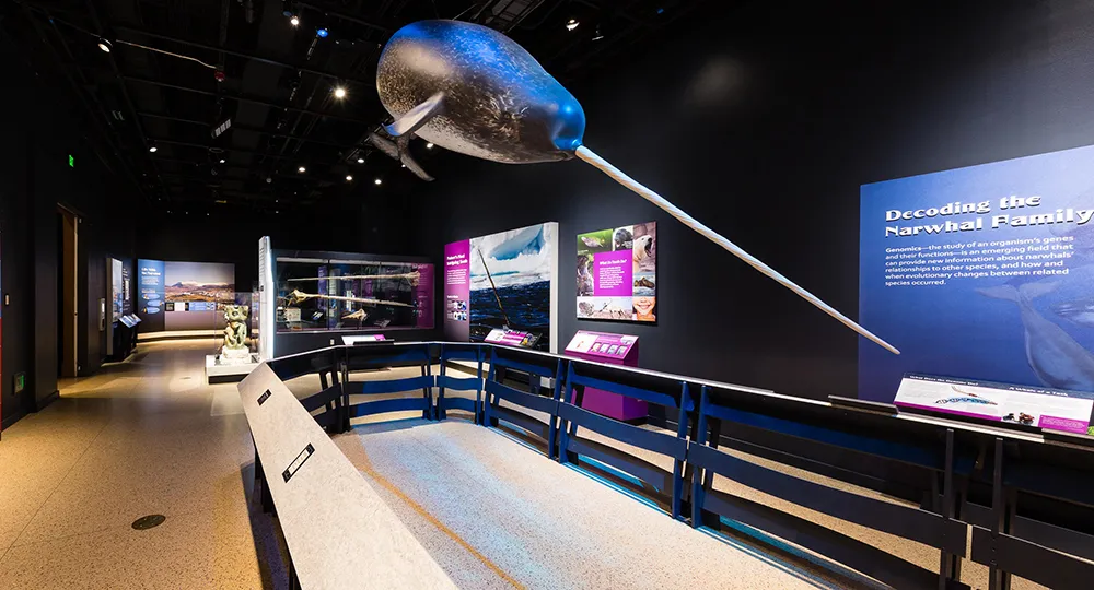 A new exhibition at the Smithsonian’s National Museum of Natural History will dive deep into the Arctic world of narwhals to explore what makes this mysterious animal and its changing ecosystem unique and important. “Narwhal: Revealing an Arctic Legend” will present Inuit perspectives on their relationship with narwhals and the latest scientific knowledge about these animals, while illuminating the interconnectedness among narwhals, people and their ecosystems (Smithsonian Institution).