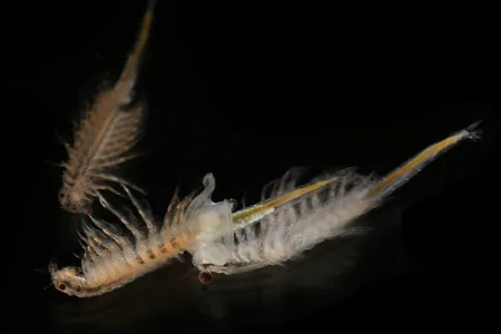 Brine shrimp, and brine shrimp eggs, are teeny-tiny. But by analyzing the light they reflect, scientists can now identify aggregations of them from space.