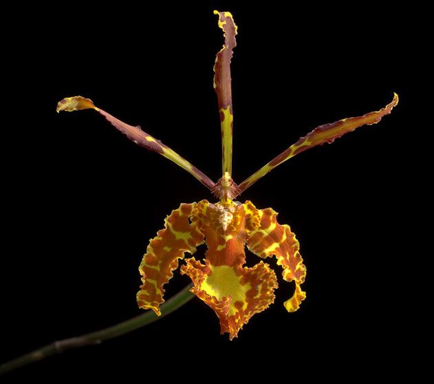 Psychopsis versteegiana