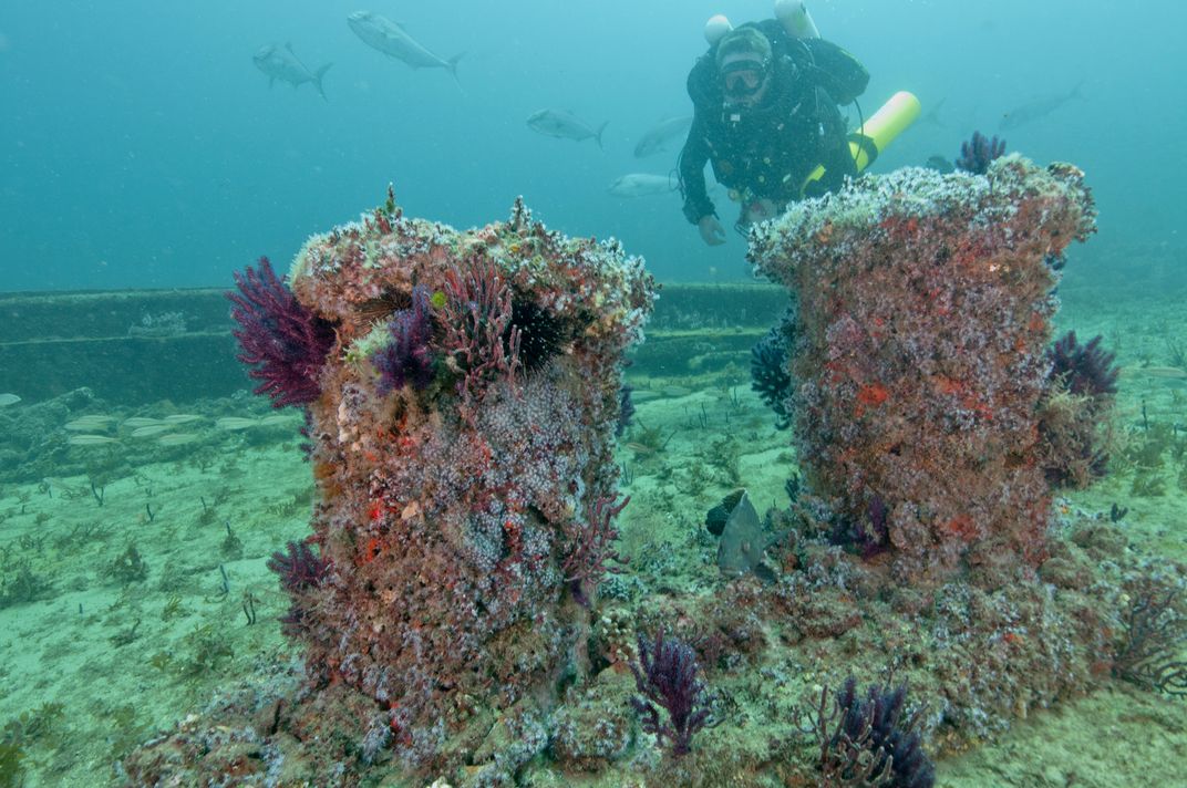 Two blocks of coral side by side, a scuba diver swimming towards them and the camera, dolphins visible in the background