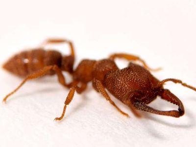 The mandibles of the Dracula ant, Mystrium camillae, are the fastest known moving animal appendages, snapping shut at speeds of up to 90 meters per second.


